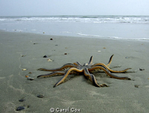 This millipede sea star washed up while I was walking on ... by Carol Cox 